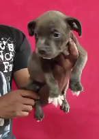 Purchase KCI Registered Pitbull Puppy from Goa